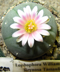 L.Williamsii var. Reynosa Tamaulipas